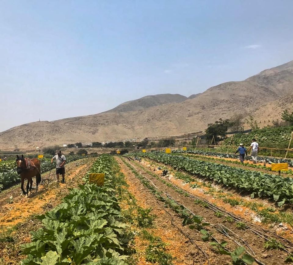 COVID 19: Productores agroecológicos en Lima sufren pérdidas y no tienen apoyo del Estado