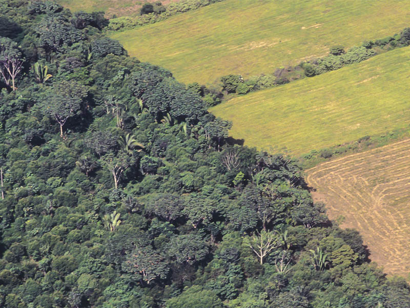 Biocombustibles y deforestación