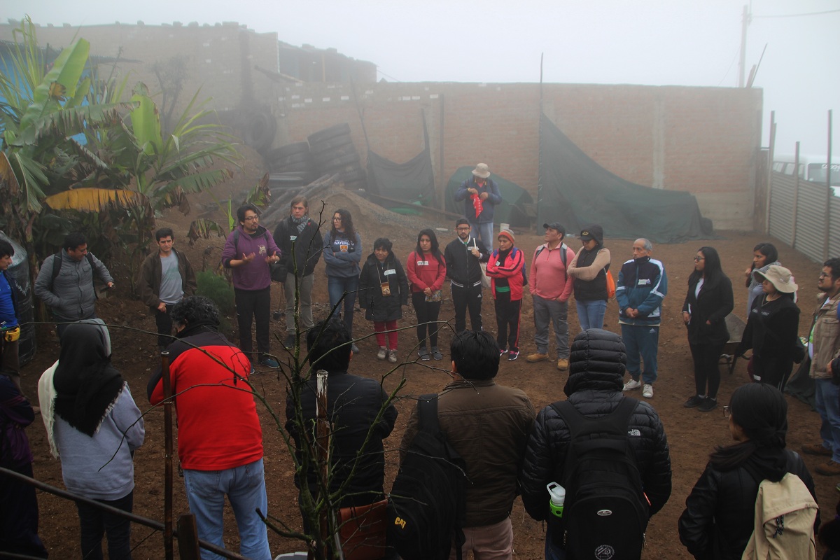 Activistas del MOCICC plantaron 100 árboles de Tara en Lomas de Primavera