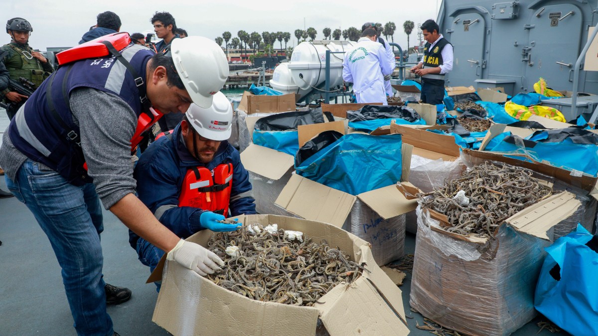Atentado ambiental : 12 millones de caballitos de mar extraídos ilegalmente del Mar Peruano
